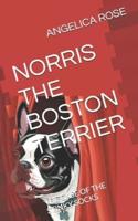 Norris the Boston Terrier