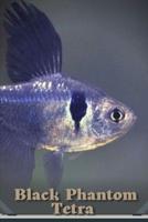 Black Phantom Tetra