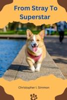From Stray to Superstar