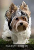 Biewer Terrier: Complete breed guide