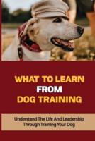 What To Learn From Dog Training