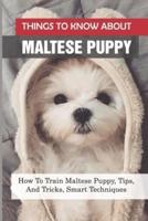 Things To Know About Maltese Puppy