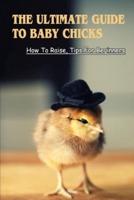 The Ultimate Guide To Baby Chicks