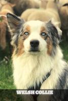 Welsh Collie: Complete breed guide