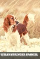 Welsh Springer Spaniel: Complete breed guide