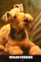 Welsh Terrier: Complete breed guide