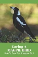 Caring A Magpie Bird: How To Care For A Magpie Bird: Caring A Magpie Bird