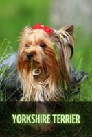 Yorkshire Terrier: Complete breed guide