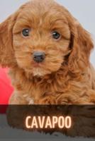 Cavapoo:  Complete breed guide