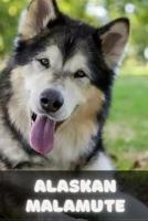 Аlаskаn Mаlаmutе: Complete breed guide