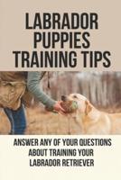 Labrador Puppies Training Tips