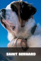 Saint Bernard: Complete breed guide