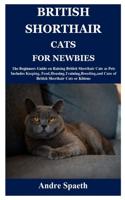 British Shorthair Cats for Newbies