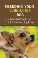 Breeding Your Chihuahua Dog
