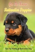 Get To Know Rottweiler Puppies