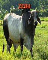 Zebu