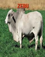 Zebu