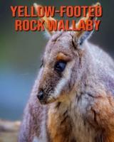 Yellow-Footed Rock Wallaby