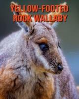 Yellow-Footed Rock Wallaby