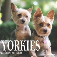 Yorkies