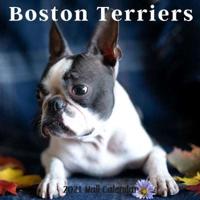 Boston Terriers 2021 Wall Calendar