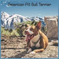 American Pit Bull Terrier 2022 Calendar