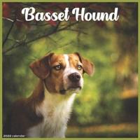 Basset Hound 2022 Calendar