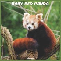 Baby Red Panda 2021 Wall Calendar