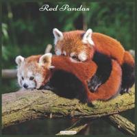 Red Pandas 2021 Wall Calendar