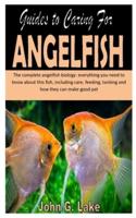 Guides to Caring for Angelfish