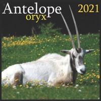 Antelope Oryx