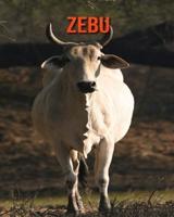 Zebu