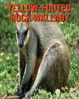 Yellow-Footed Rock Wallaby