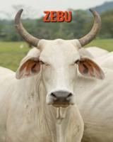 Zebu