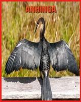 Anhinga