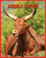 Ankole Cattle