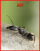 Ant