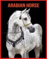 Arabian Horse