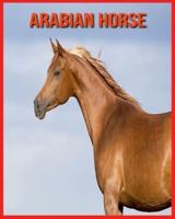 Arabian Horse