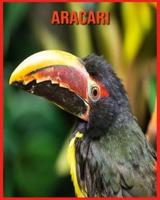 Aracari