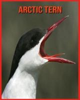 Arctic Tern