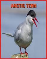 Arctic Tern