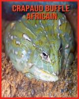 Crapaud Buffle Africain