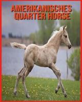 Amerikanisches Quarter Horse