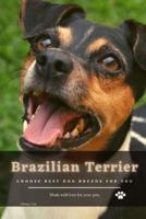 Brazilian Terrier: Choose best dog breeds for you