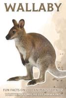 Wallaby