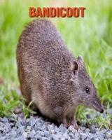 Bandicoot: Amazing Photos & Fun Facts Book About Bandicoot For Kids