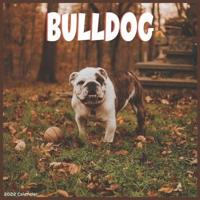 Bulldog 2022 Calendar: Official English Bulldog 2022 Calendar 16 months