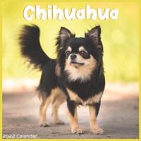 Chihuahua 2022 Calendar: Official Chihuahua Smallest Breed Dogs 2022 Calendar 16 months