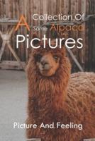 A Collection Of Some Alpaca Pictures
